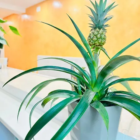 Dream Hub * ميستر